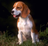 /album/fotogaleria/beagle02-1-jpg/